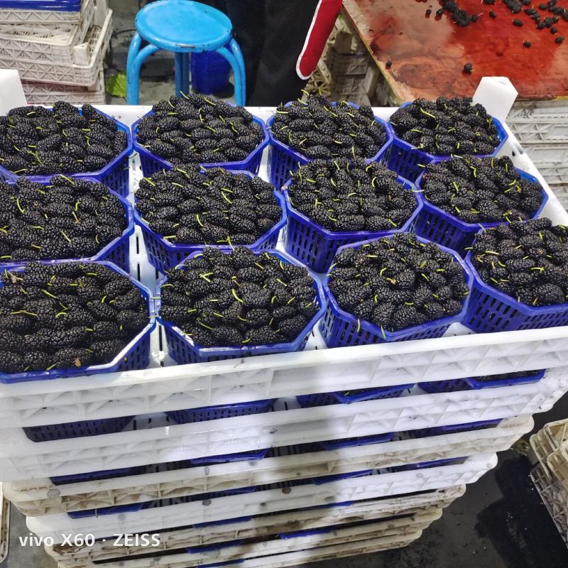 大凉山黑桑葚产地直供，整车供应，电商社区团购一件代发