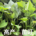 济薯25红薯苗红薯秧苗基地直供一手货源品质保证