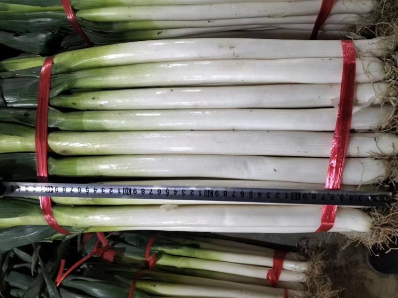 精品铁杆大葱产地长期供应保证质量全国可发货