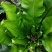 山野菜