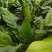 山野菜
