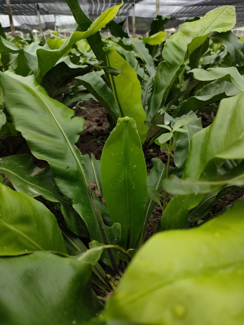山野菜