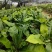 山野菜