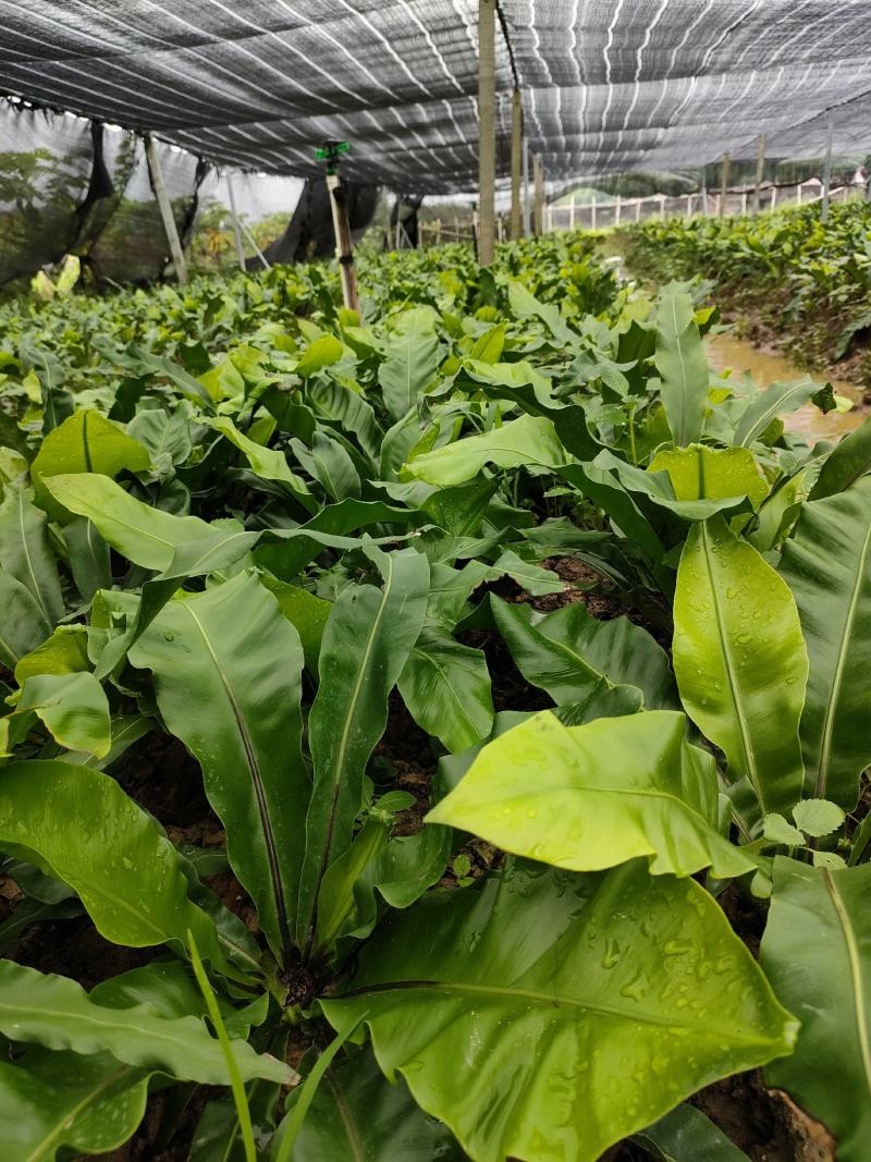 山野菜