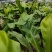 山野菜