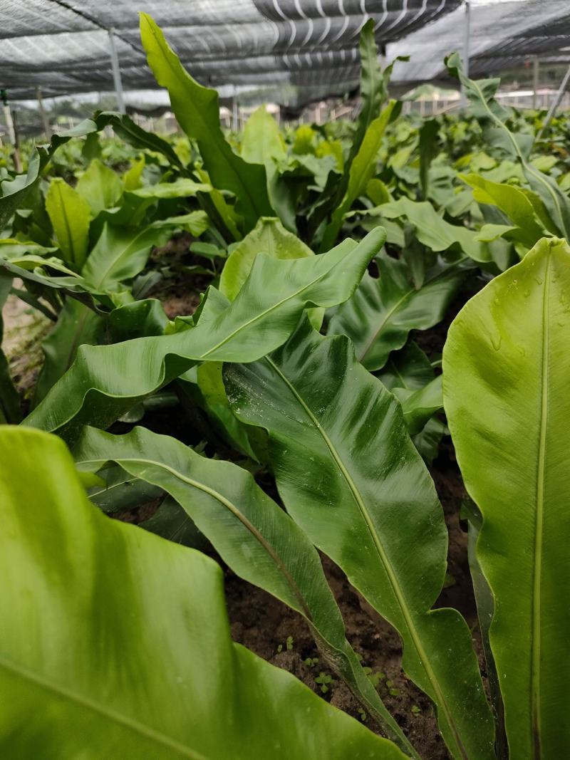 山野菜