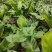 山野菜