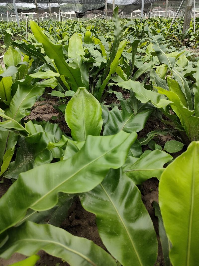 山野菜