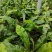 山野菜