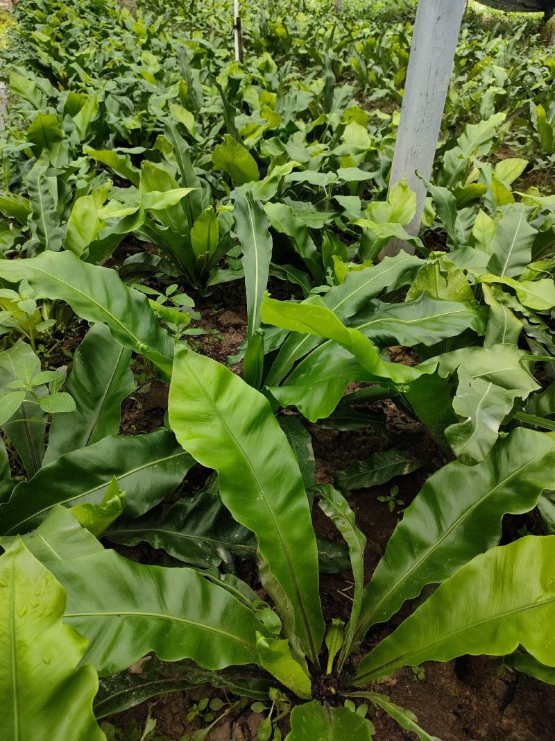 山野菜