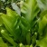 山野菜