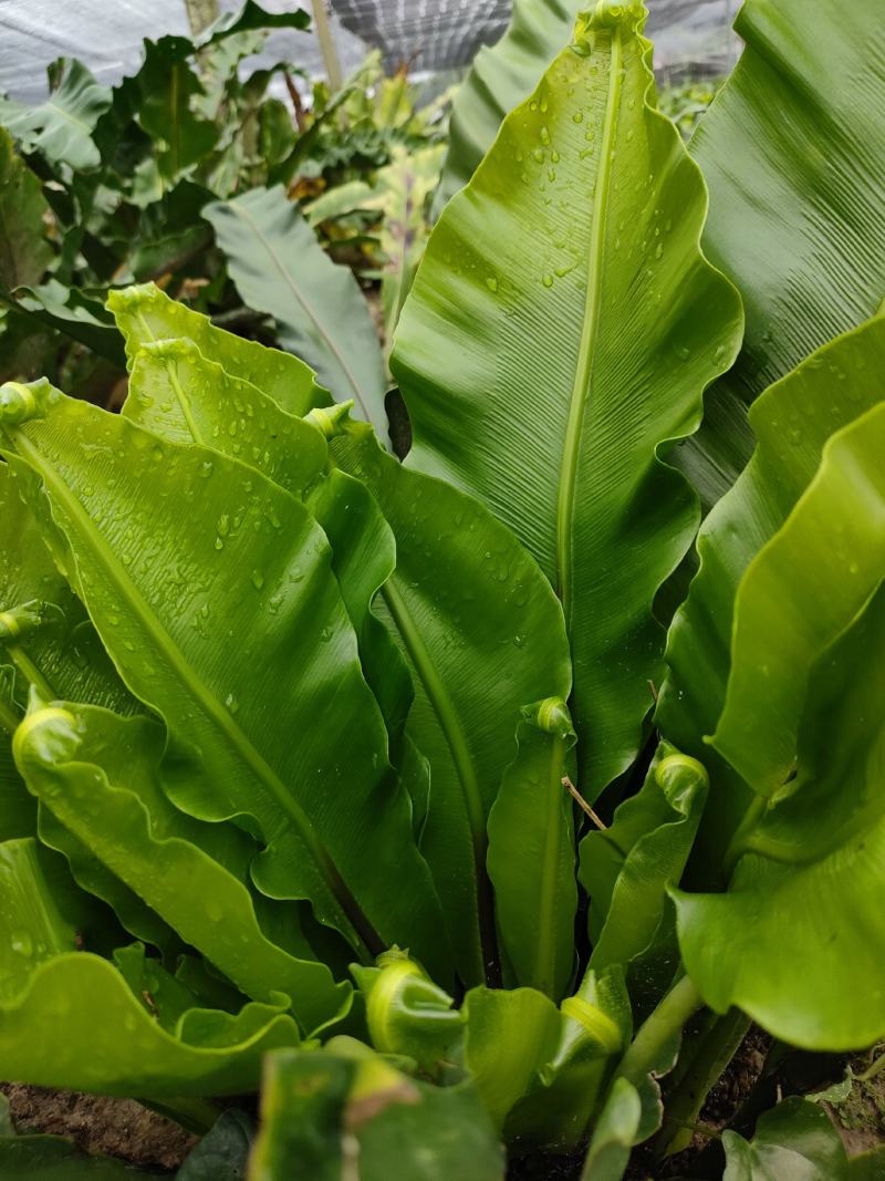 山野菜