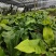 山野菜