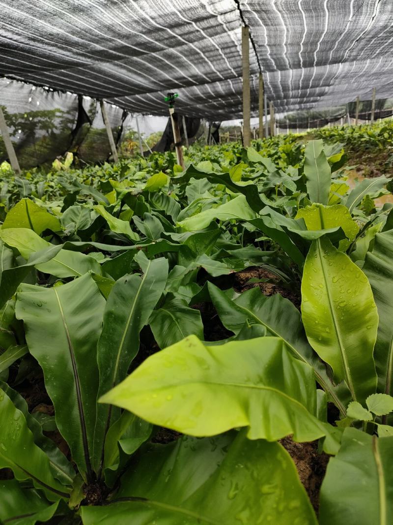 山野菜
