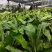 山野菜