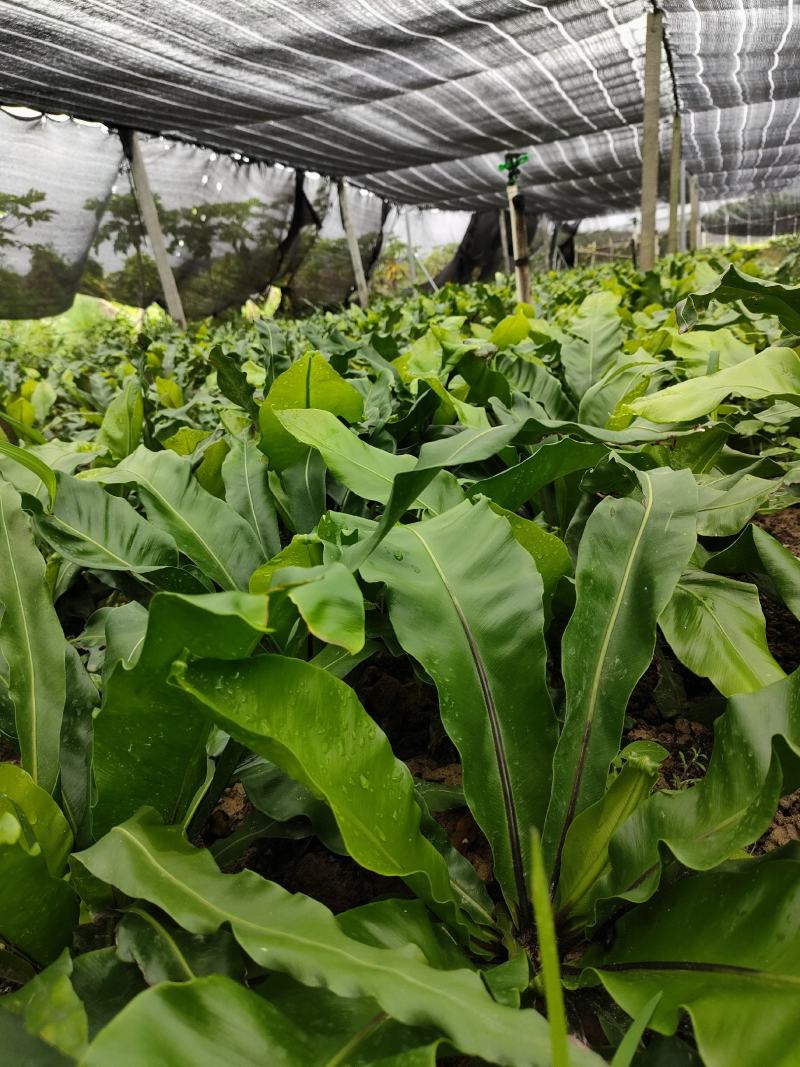 山野菜