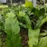 山野菜