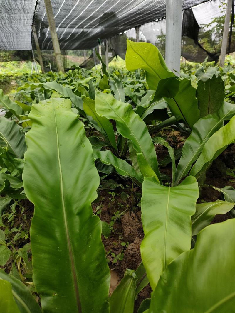 山野菜