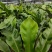 山野菜