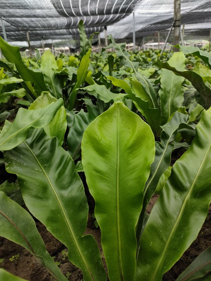 山野菜