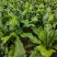 山野菜