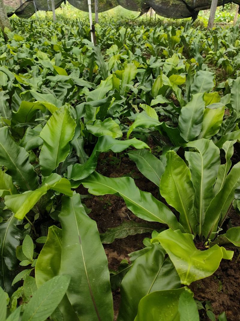 山野菜