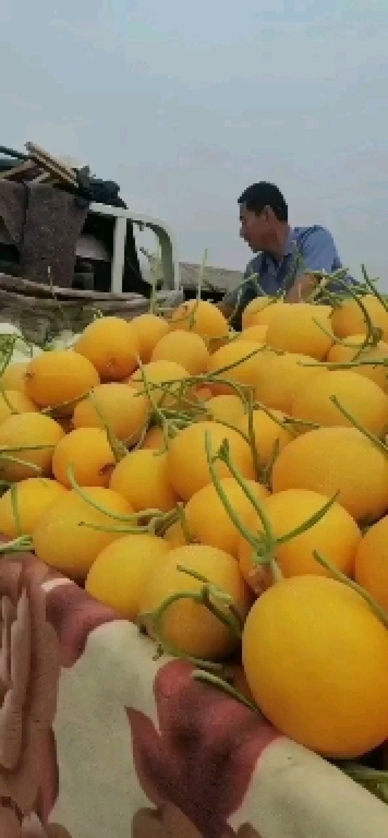 河南滑县八里营黄皮甜瓜大量上市，个大色好，品质保证