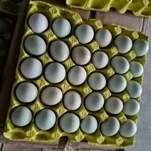 大绿绿壳乌鸡蛋420枚净重40-45全国发货