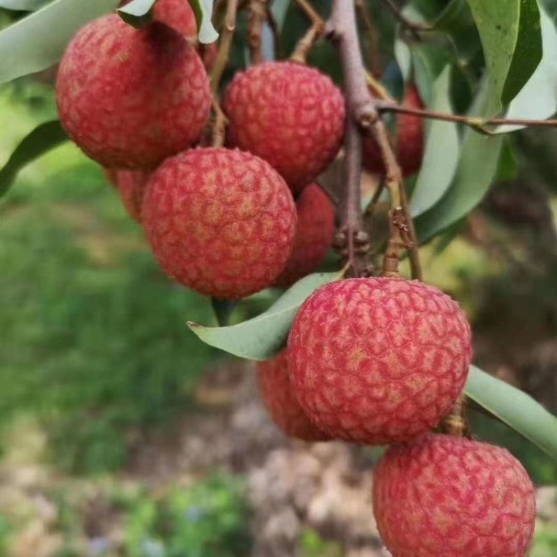【包邮-白糖罂荔枝】新鲜高州妃子笑桂味当季水果