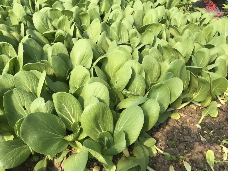 江苏南通精品青菜小油菜产地直发一手货源可视频看货