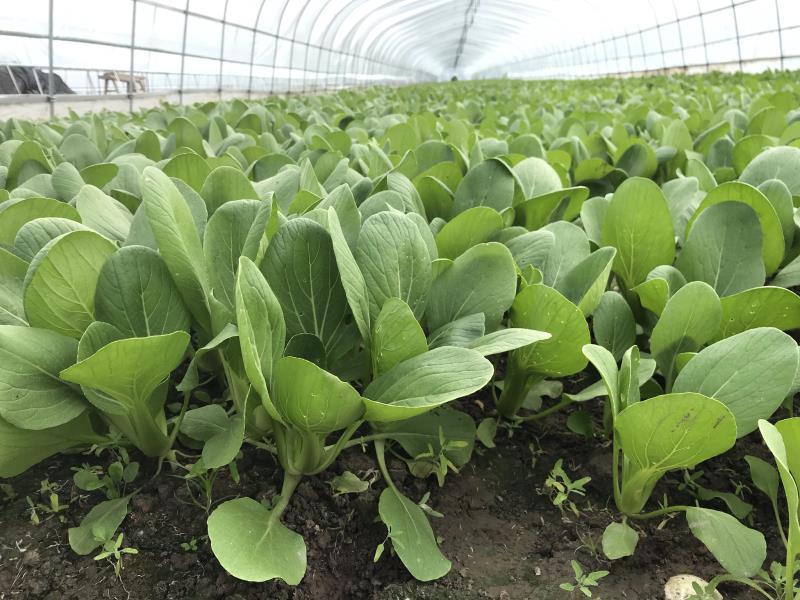 江苏南通精品青菜小油菜产地直发一手货源可视频看货