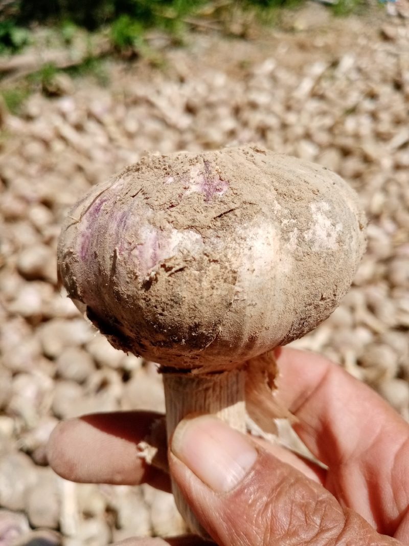 我们这是大蒜胜产地，货源充足，价格合理