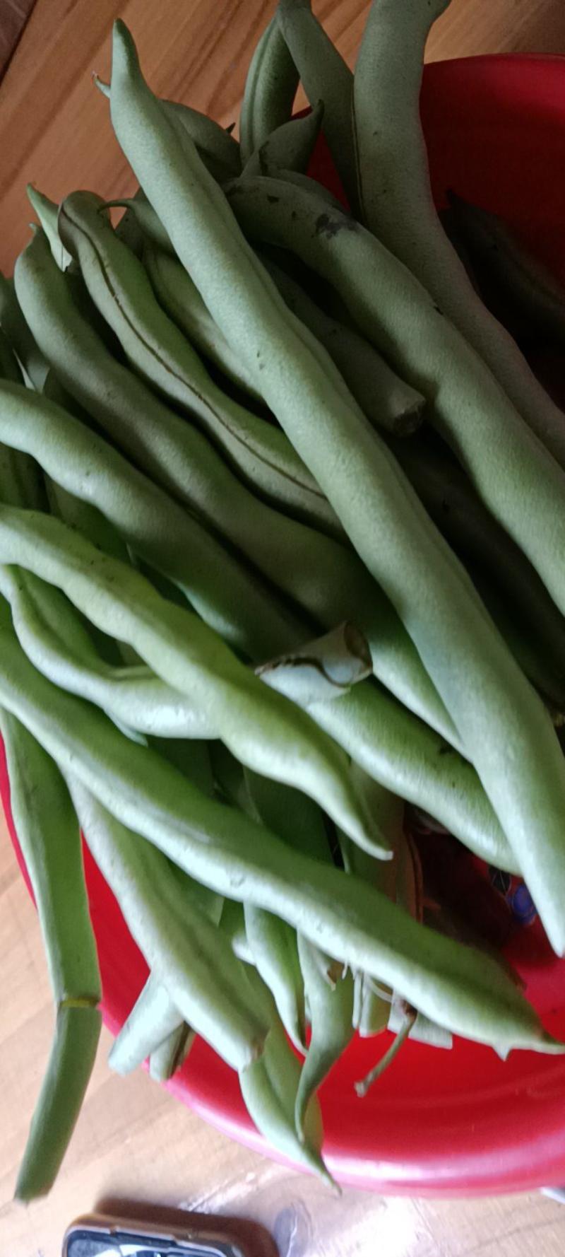 农家自种的四季豆现摘现发新鲜，5斤为—件包邮。