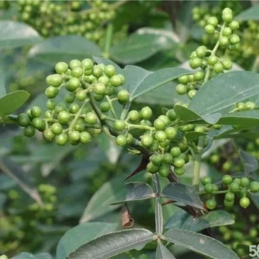 【热销】江津鲜青花椒原产地提货，当天采摘一手货，欢迎选购