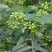 【热销】江津鲜青花椒原产地提货，当天采摘一手货，欢迎选购