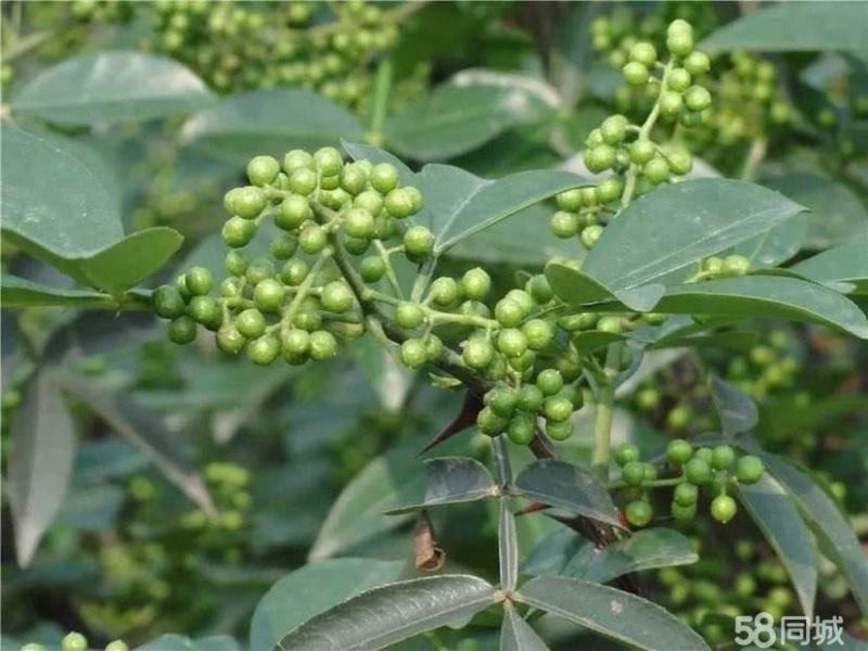 【热销】江津鲜青花椒原产地提货，当天采摘一手货，欢迎选购