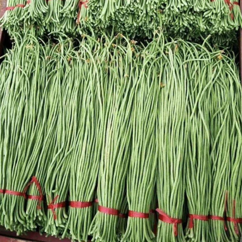 【现摘现发】新鲜豆角大量上市长豆角产地批发价格便宜