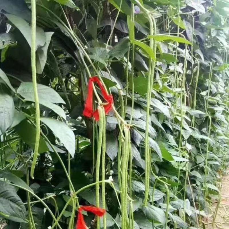 【现摘现发】新鲜豆角大量上市长豆角产地批发价格便宜