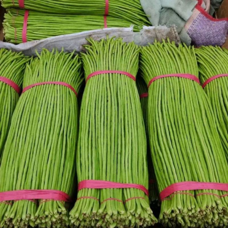【现摘现发】新鲜豆角大量上市长豆角产地批发价格便宜