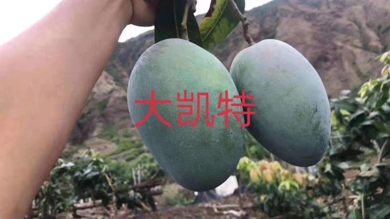 攀枝花凯特大量上市货美价廉支持一件代发