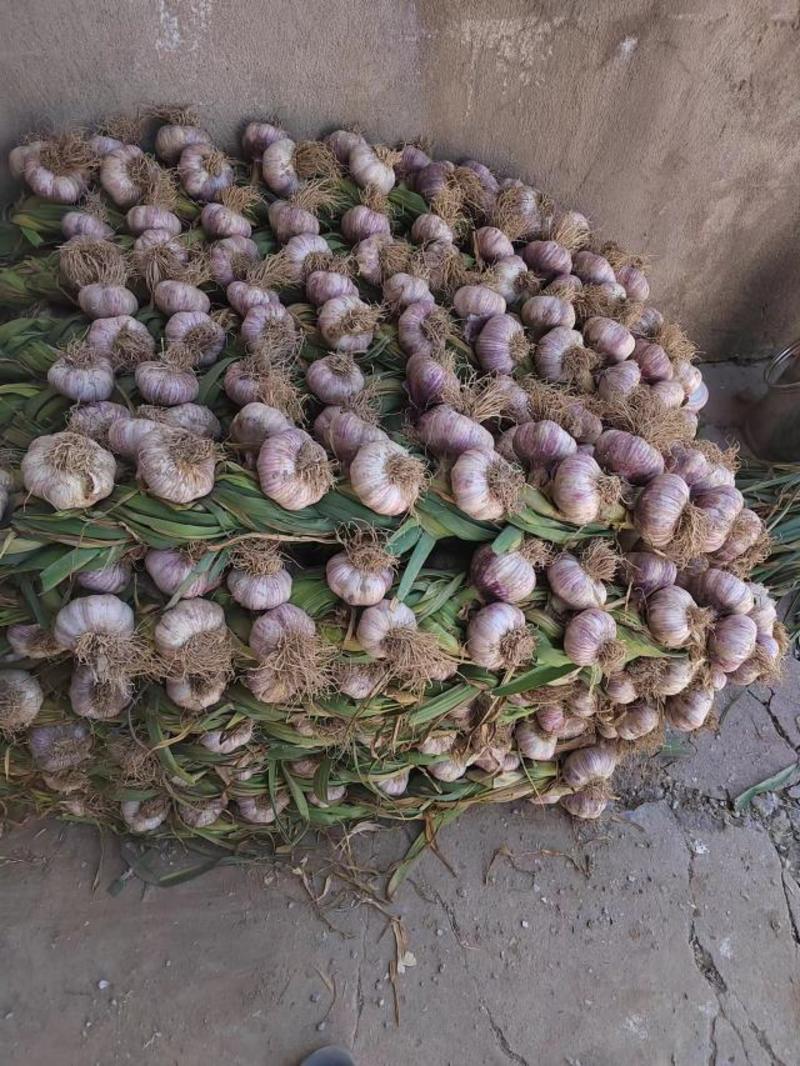 陕西大蒜精品紫皮蒜大量供应，一手货源对接全国商超