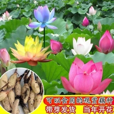 荷花盆栽水养莲藕苗种莲花食用四季观赏睡莲生水培植物碗莲种