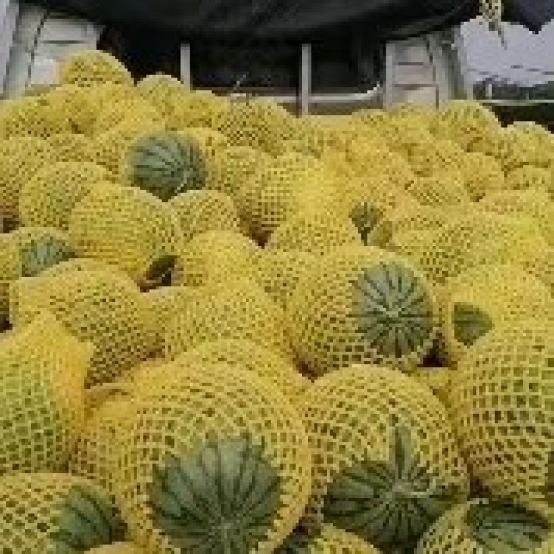 吊瓜