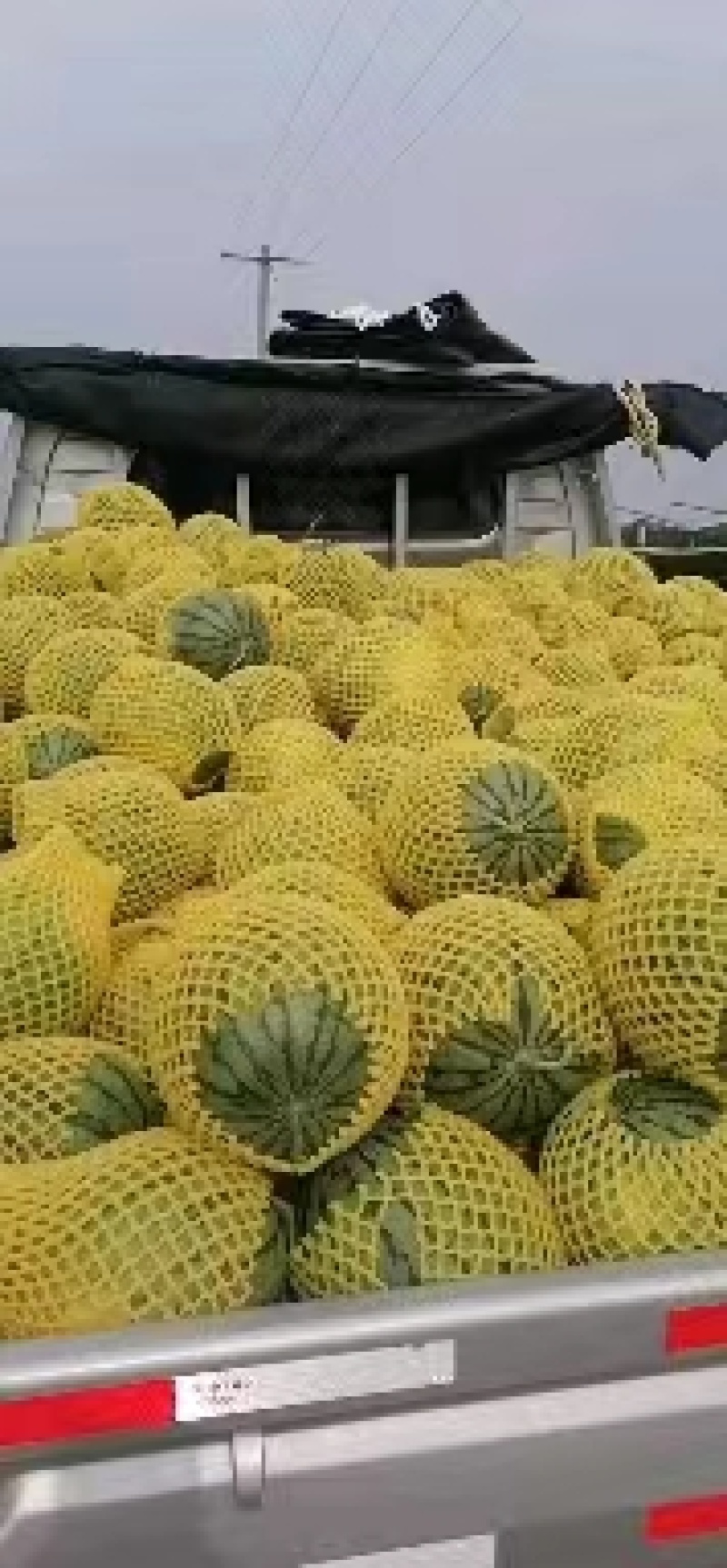 吊瓜