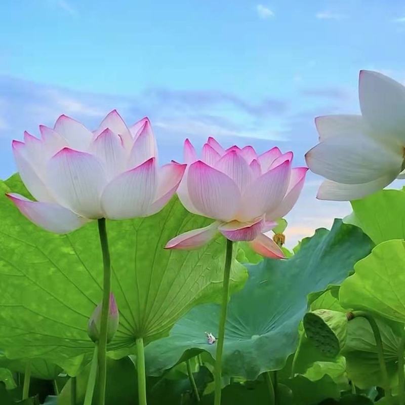 荷花盆栽水养莲藕苗种莲花食用四季观赏睡莲生水培植物碗莲种
