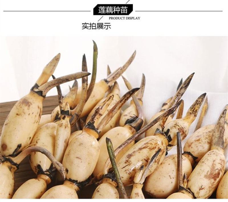 荷花盆栽水养莲藕苗种莲花食用四季观赏睡莲生水培植物碗莲种