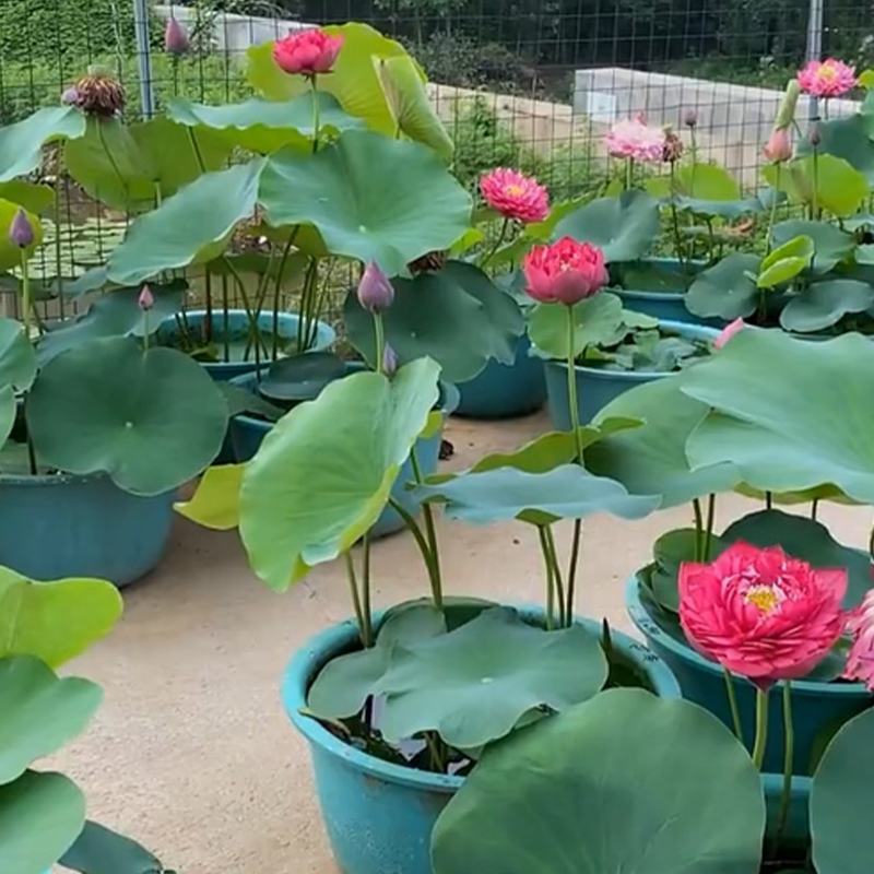 荷花盆栽水养莲藕苗种莲花食用四季观赏睡莲生水培植物碗莲种