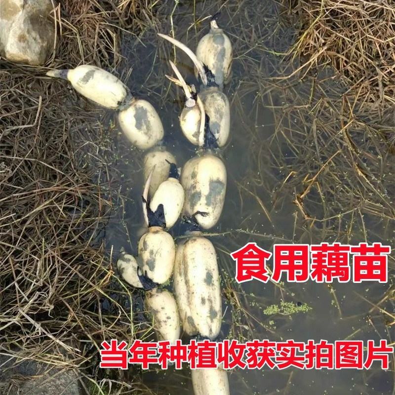 荷花盆栽水养莲藕苗种莲花食用四季观赏睡莲生水培植物碗莲种