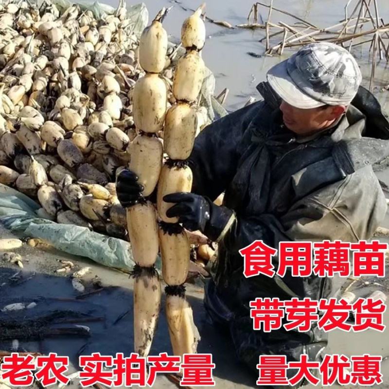 荷花盆栽水养莲藕苗种莲花食用四季观赏睡莲生水培植物碗莲种