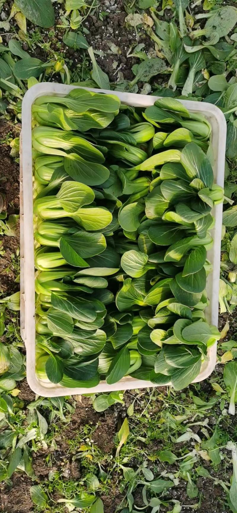 江苏南通精品青菜小油菜产地直发一手货源可视频看货